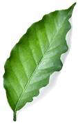 Leaf Image fofocup